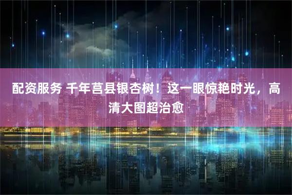 配资服务 千年莒县银杏树！这一眼惊艳时光，高清大图超治愈