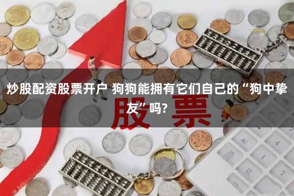 炒股配资股票开户 狗狗能拥有它们自己的“狗中挚友”吗?